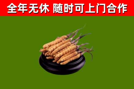 南安市烟酒回收冬虫夏草.jpg